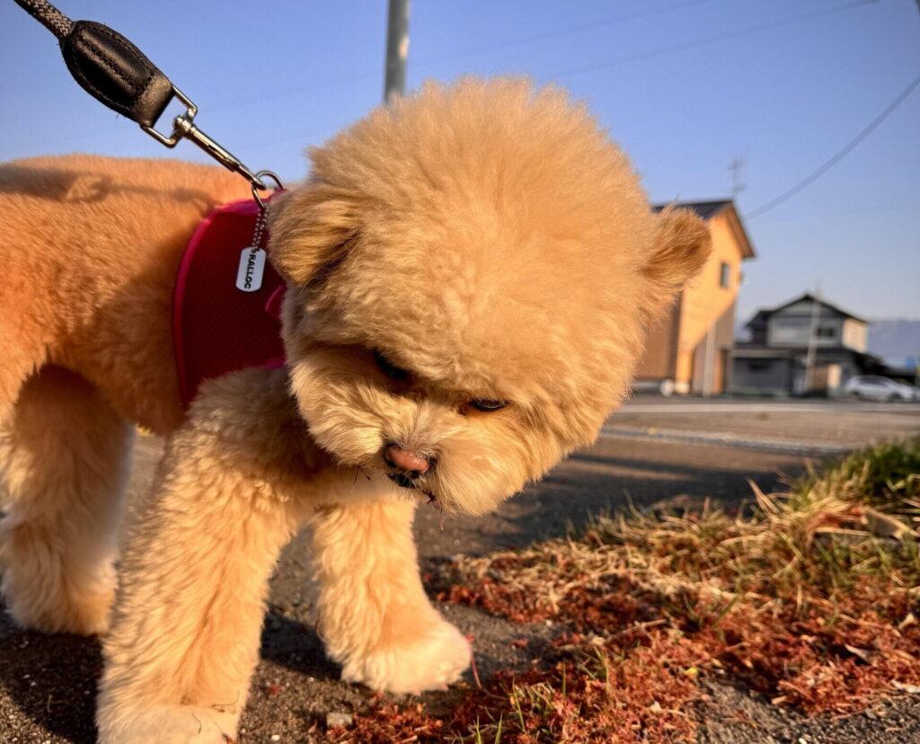 フードを食べない時に絶対やってはいけないNG行動5つ