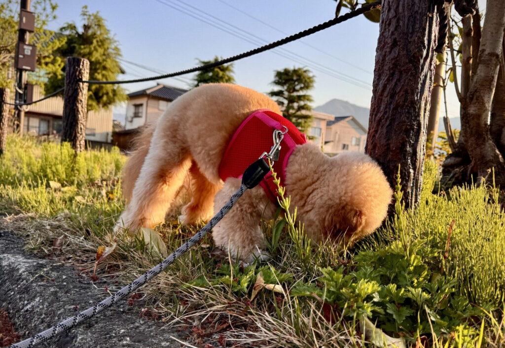 散歩時間が足りているか見分ける5つのサイン