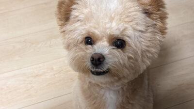 犬の留守番は何時間まで?共働き飼い主が実感した目安と安心対策