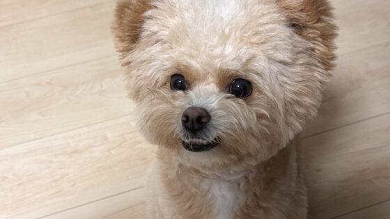 犬の留守番は何時間まで？共働き飼い主が実感した目安と安心対策