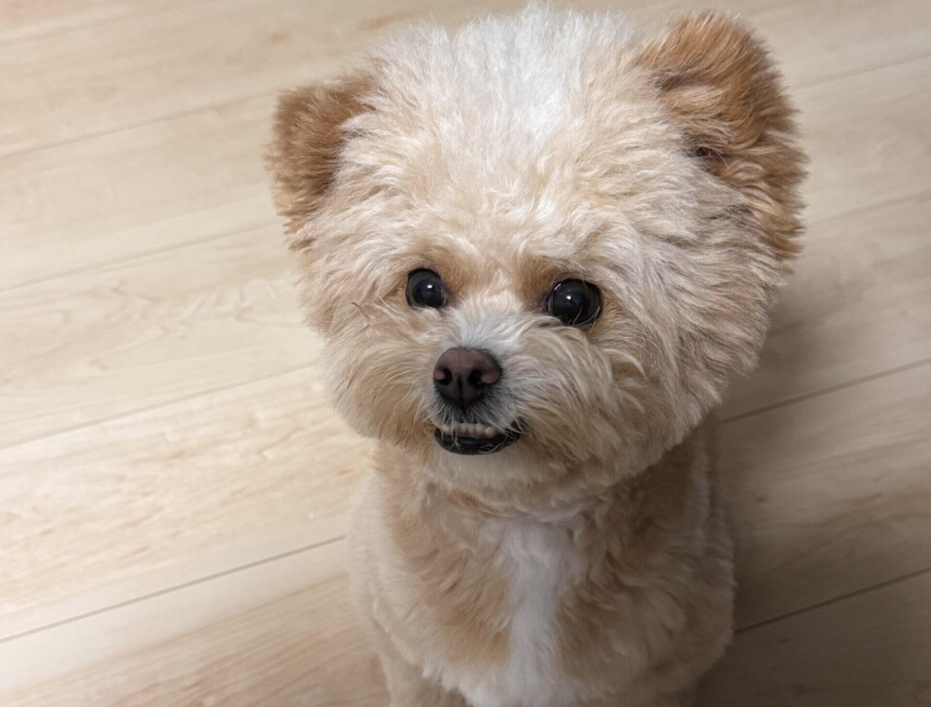 犬の留守番は何時間まで？共働き飼い主が実感した目安と安心対策