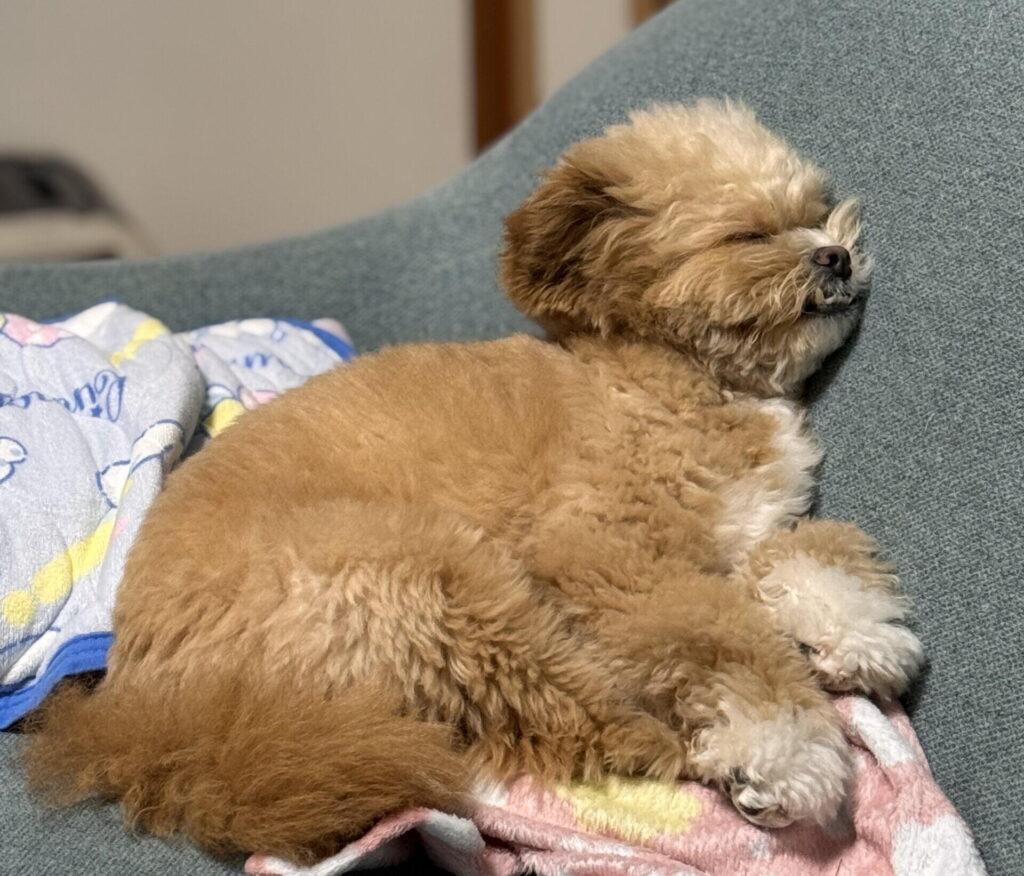 成犬になったらどのくらい?体重を予測する方法