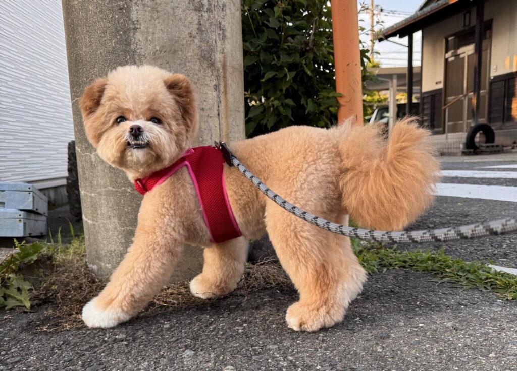 ポメプーの体重推移を公開!「太りすぎ?」と焦った飼い主の体験談