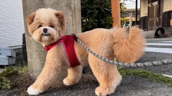 ポメプーの体重推移を公開！「太りすぎ？」と焦った飼い主の体験談