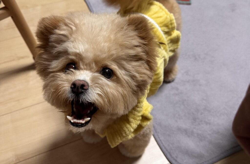 ポメプーの成犬の大きさはどのくらい?体高・体重の目安