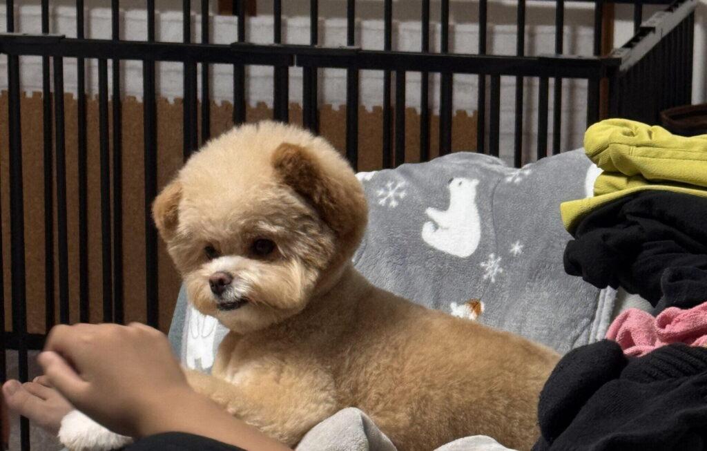 ポメプーの月齢別・体重推移の目安