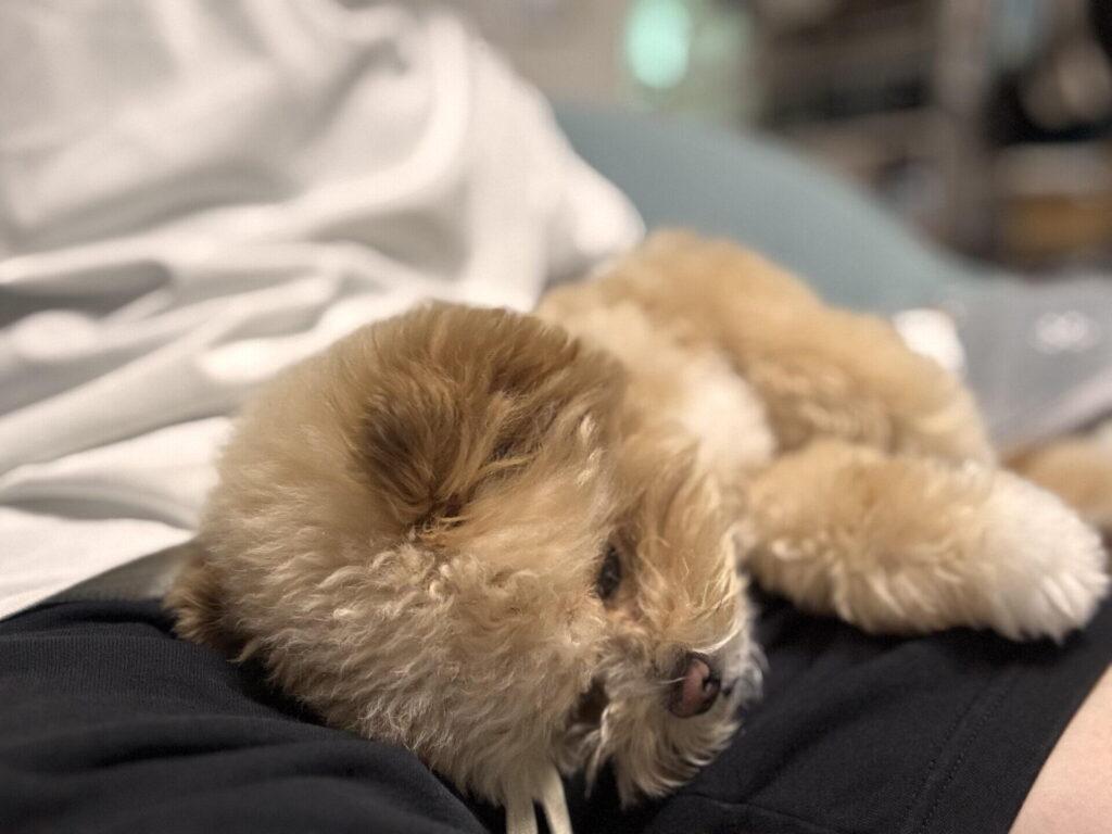 ポメプーの大きさに個体差が大きい理由