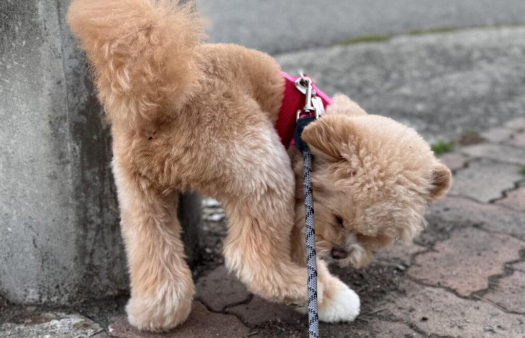 適正体重をキープするために飼い主ができること