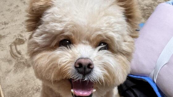 ポメプーの飼い方