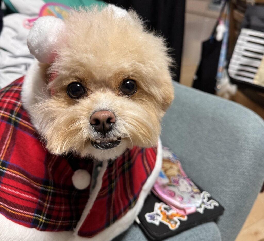 犬の服は人間の服と一緒に洗っていい？分けたほうがいい？