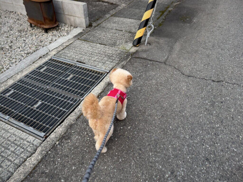 犬の散歩時間はサイズと犬種で決まる