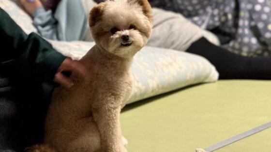 犬連れ宿の選び方は？吠え癖のある愛犬と泊まって決めた確認ポイント