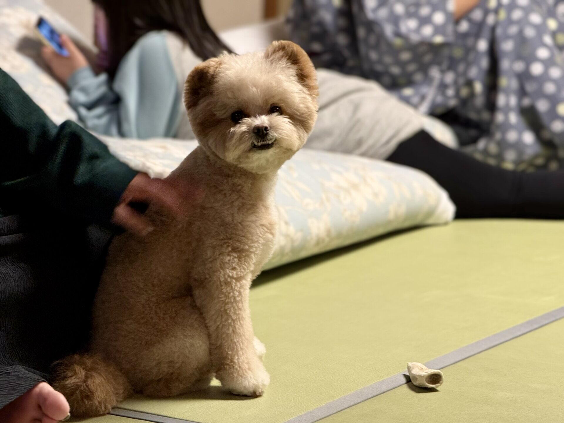 犬連れ宿の選び方は？吠え癖のある愛犬と泊まって決めた確認ポイント