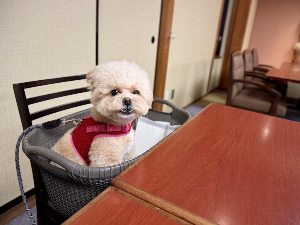 温泉も食事も愛犬と一緒がいいなら加賀の犬専用宿