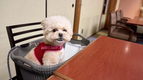 犬と泊まれる宿！福井の厳選5宿！飼い主が目的別に紹介