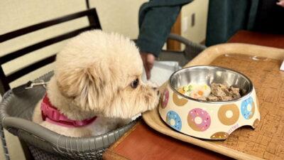 涙やけが気になる愛犬のドッグフード選び。飼い主が試した5つの軸