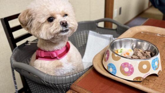 小型犬のドッグフードの選び方。偏食ポメプーの飼い主が本音で解説