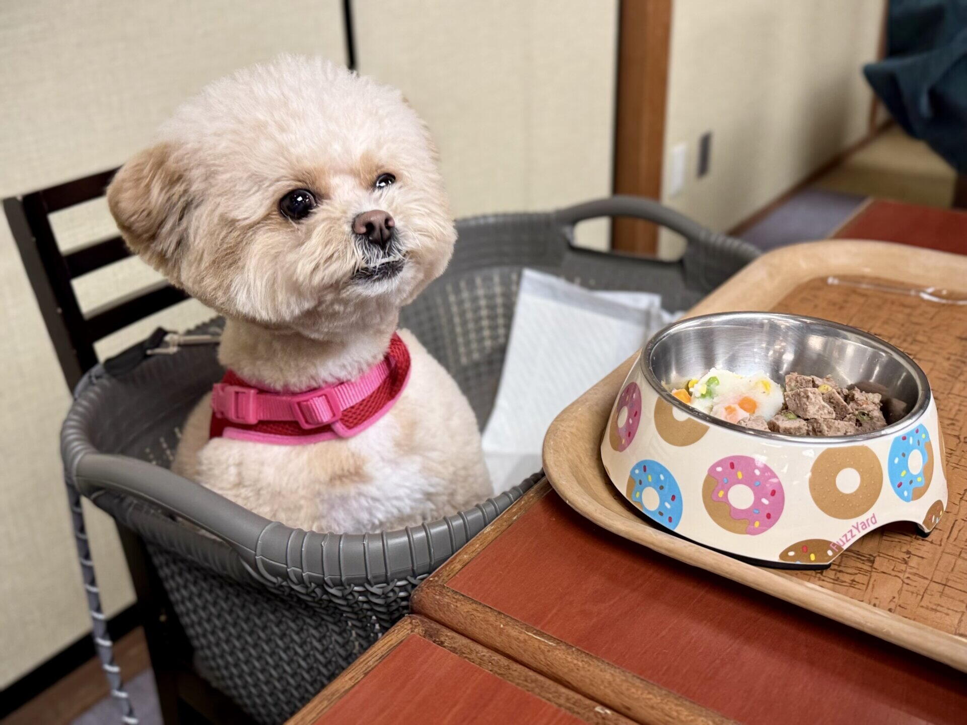 小型犬のドッグフードの選び方。偏食ポメプーの飼い主が本音で解説