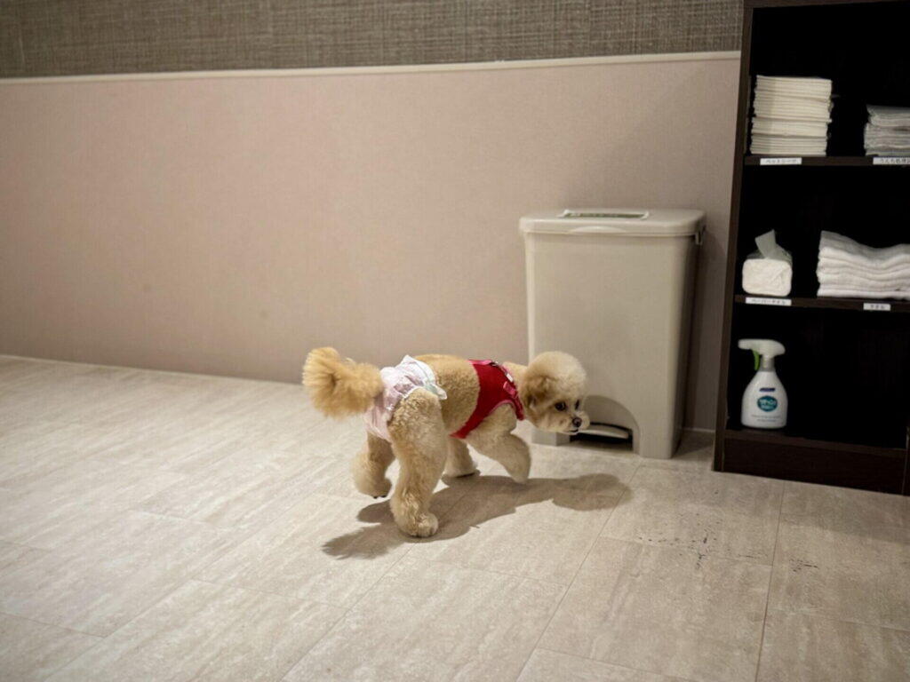 マナーパンツと赤いハーネスを着けて、部屋の床を歩くポメプーのパフィ