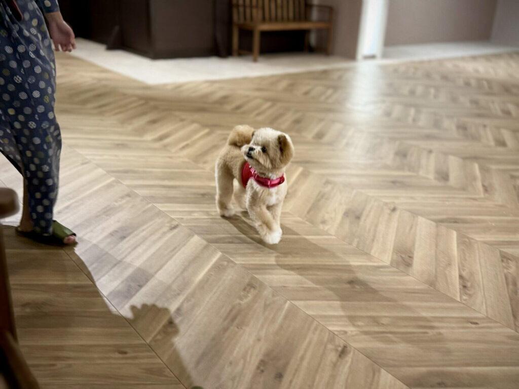子犬の社会化期はいつまで?時期の早見表