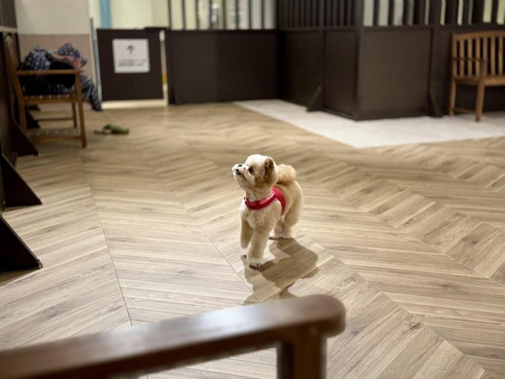 分離不安の予防に役立ったグッズ3選