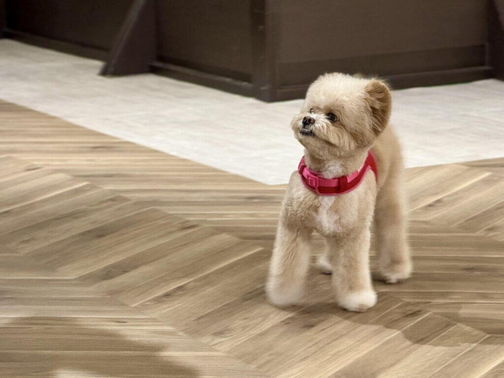 犬の吠えは「悪い行動」じゃない｜まず知ってほしい前提