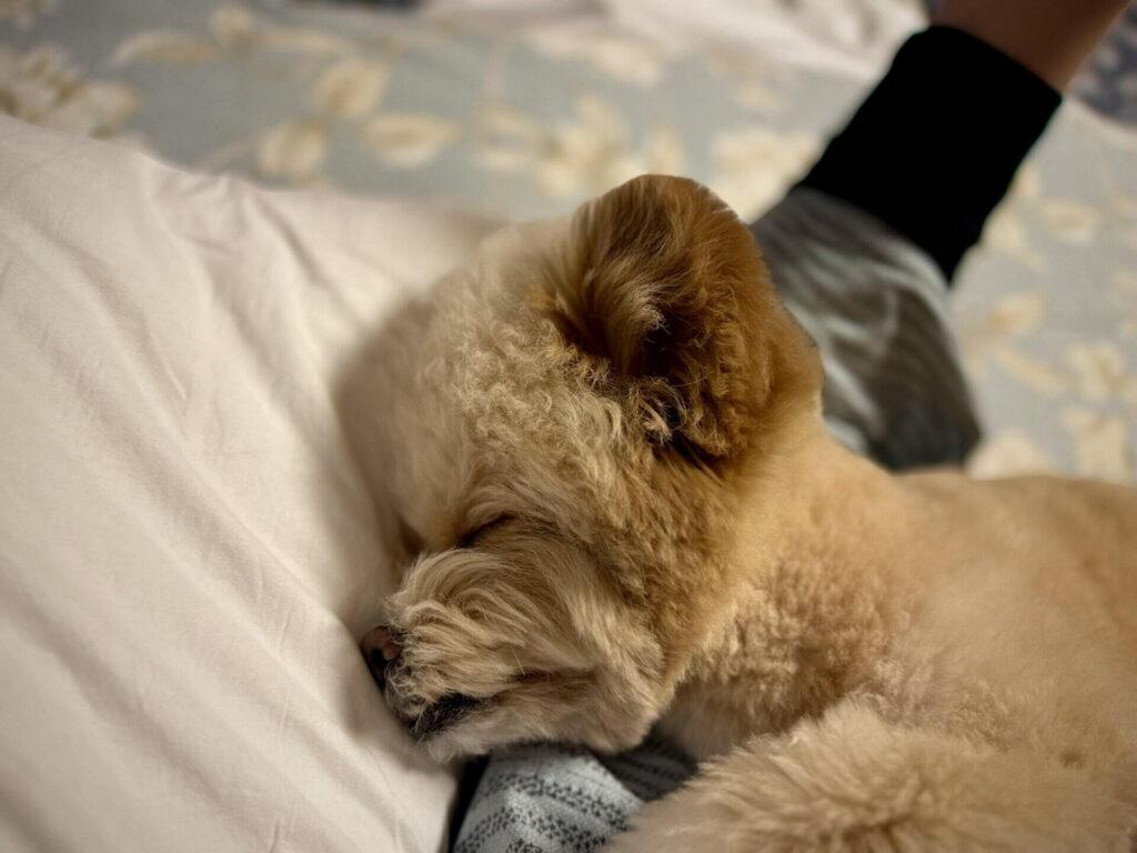 ミックス犬のペット保険は必要？費用と選び方