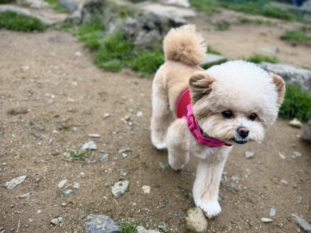 犬が分離不安になる原因は?在宅ワーク家庭は特に注意