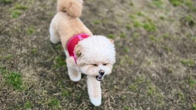 ミックス犬の飼育費用はいくら?月4万円かかった飼い主がリアルな内訳を公開