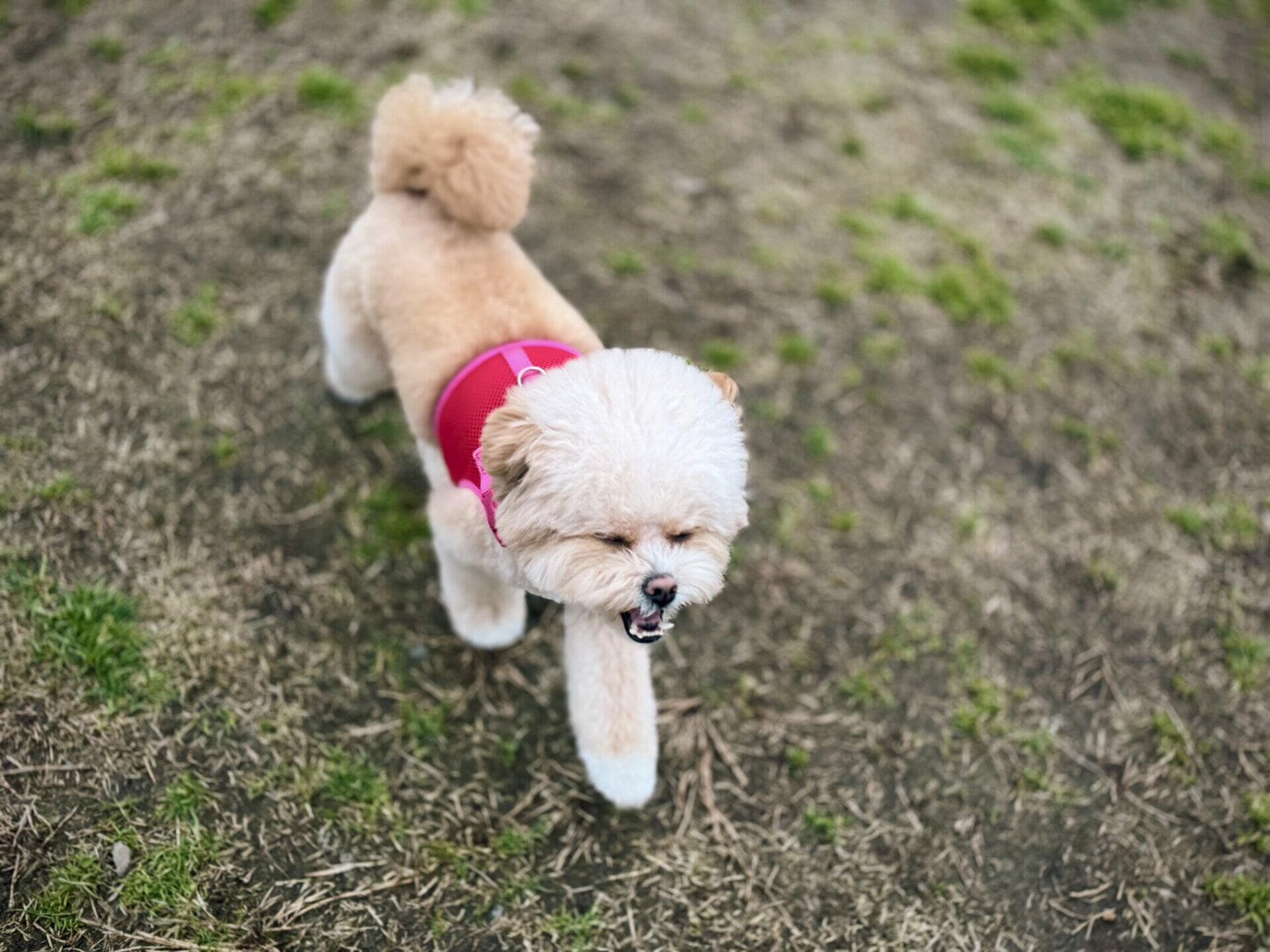 ミックス犬の飼育費用はいくら？月4万円かかった飼い主がリアルな内訳を公開