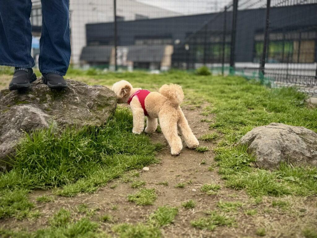 保護犬・里親という第3の選択肢