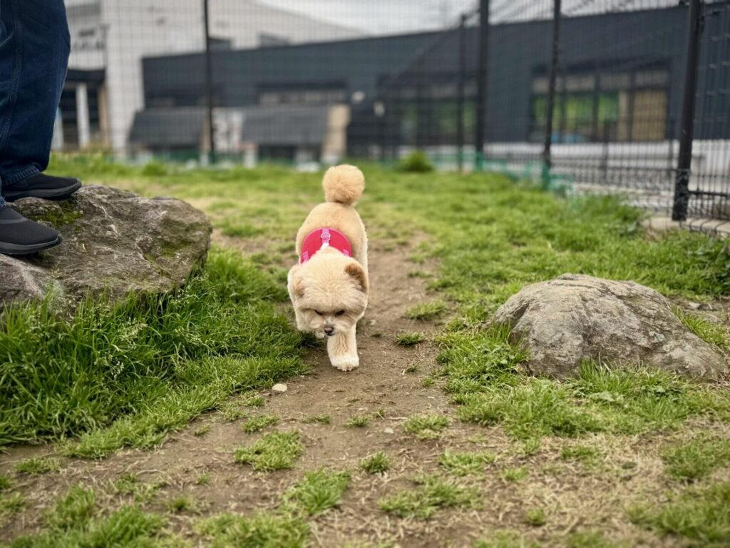 体格の違い、子犬は華奢で成犬は安定感、パフィは1kg→5.12kgへ