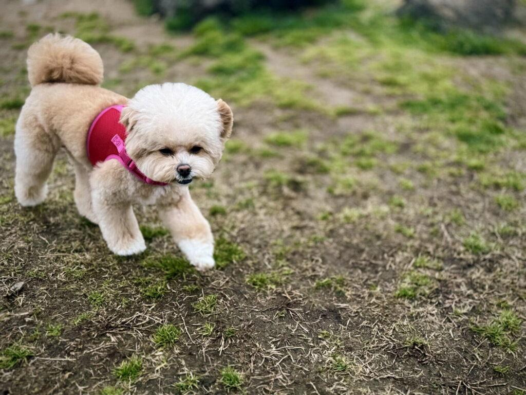 偏食犬の飼い主として僕が気になったポイント5つ