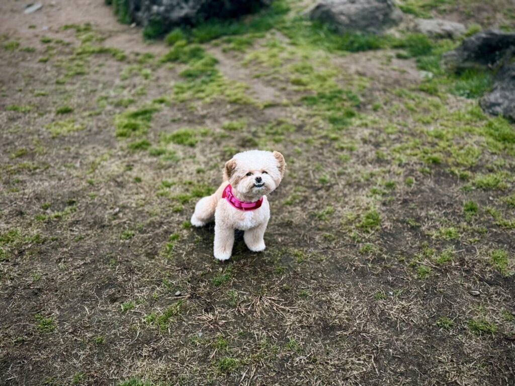 絞ったほうがいい犬、しなくていい犬