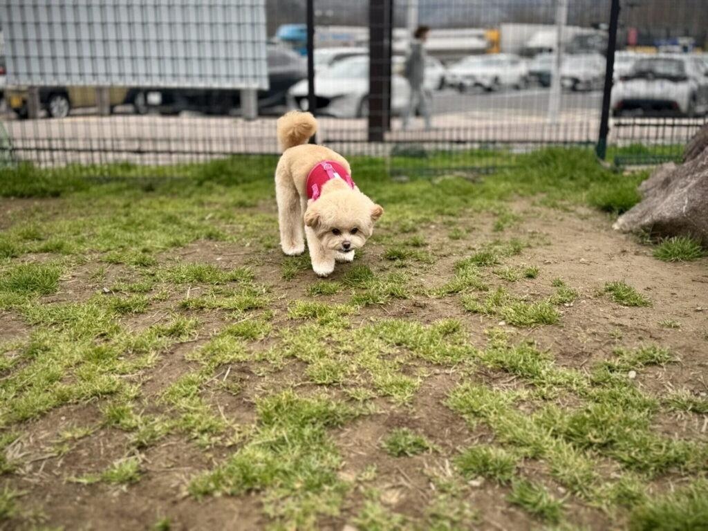 「学習」して歩かなくなった犬の直し方