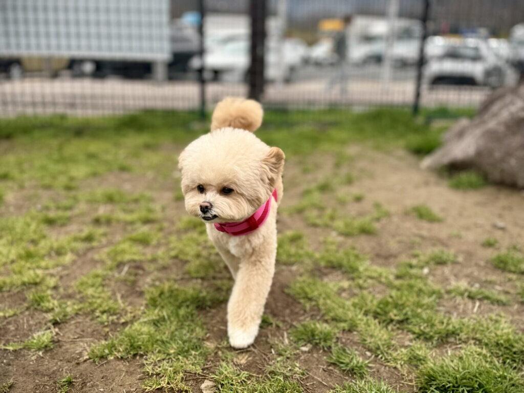 吠えしつけで大切にしたい、3つのこと
