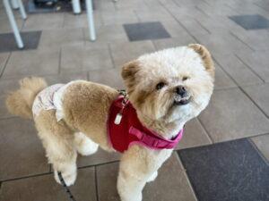 ペット保険は必要か？2社を経験した飼い主が後悔しない選び方も解説