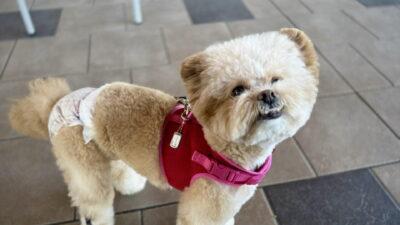 ペット保険は必要か？2社を経験した飼い主が後悔しない選び方も解説