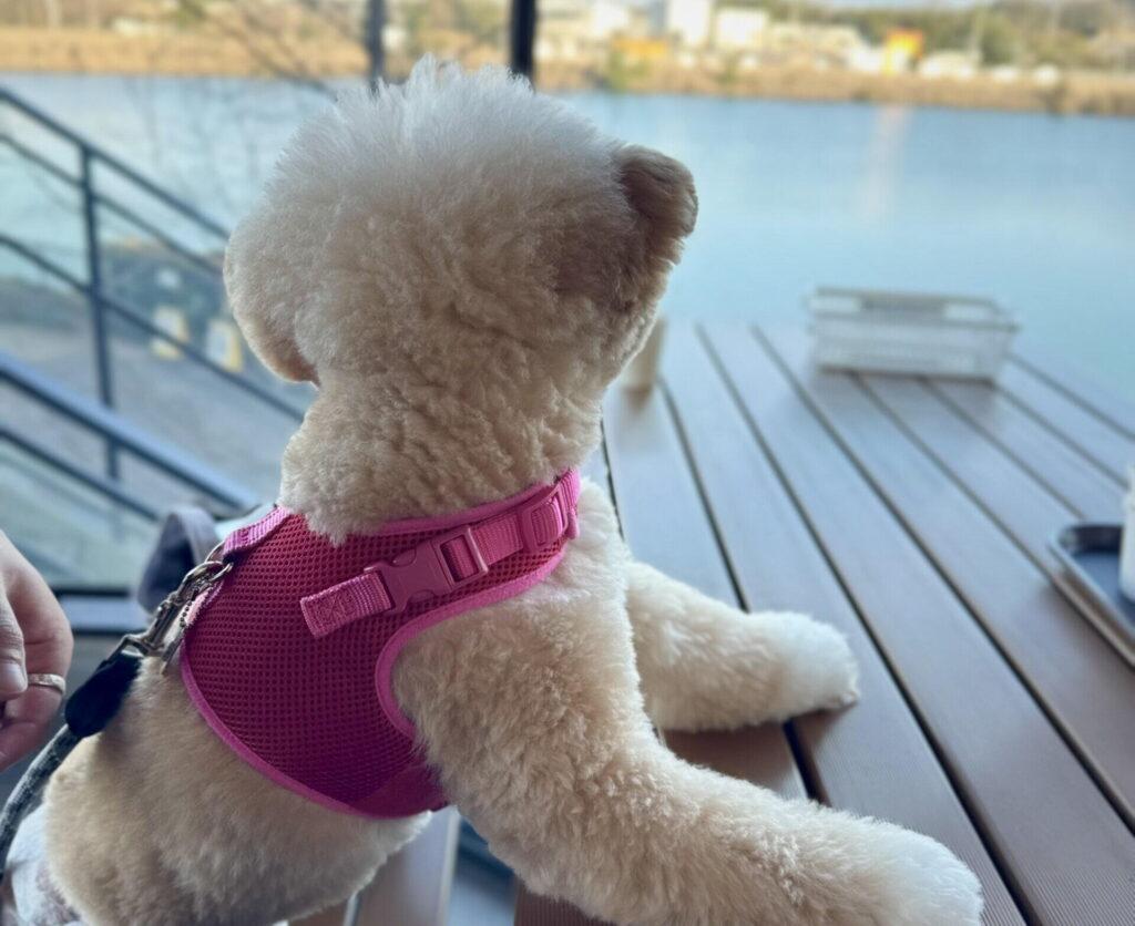 モグワンの口コミが気になった理由は「偏食」だった