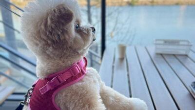 犬の腸内環境を整えるフード5選！お腹が弱い愛犬の飼い主が本音で厳選