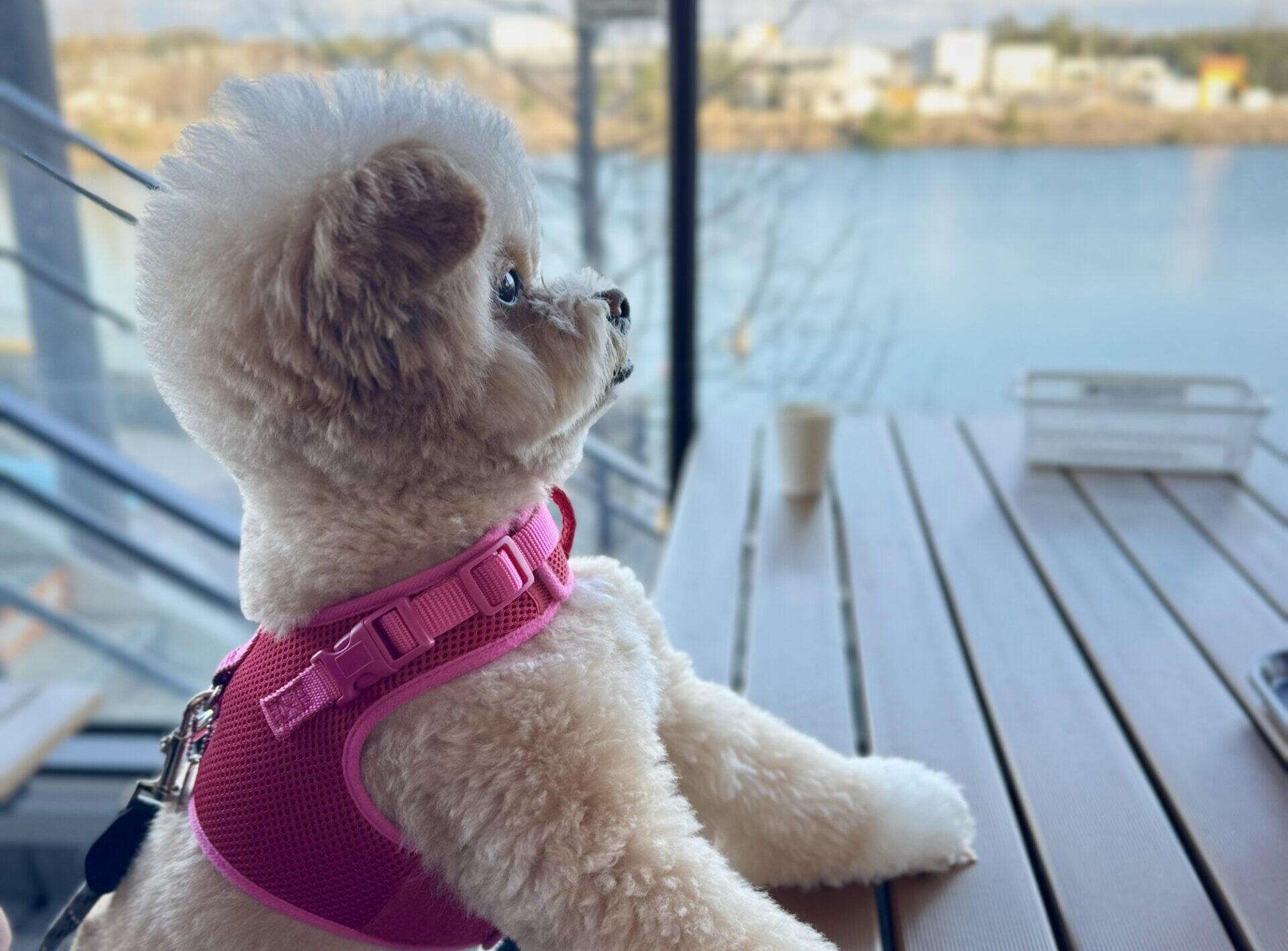 犬の腸内環境を整えるフード5選！お腹が弱い愛犬の飼い主が本音で厳選