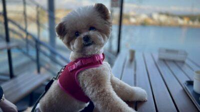 犬がフードを食べない本当の理由。偏食パピーを救った我が家の記録