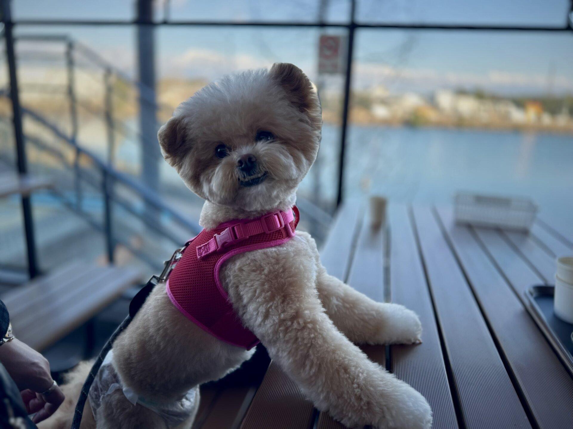 犬がフードを食べない本当の理由。偏食パピーを救った我が家の記録