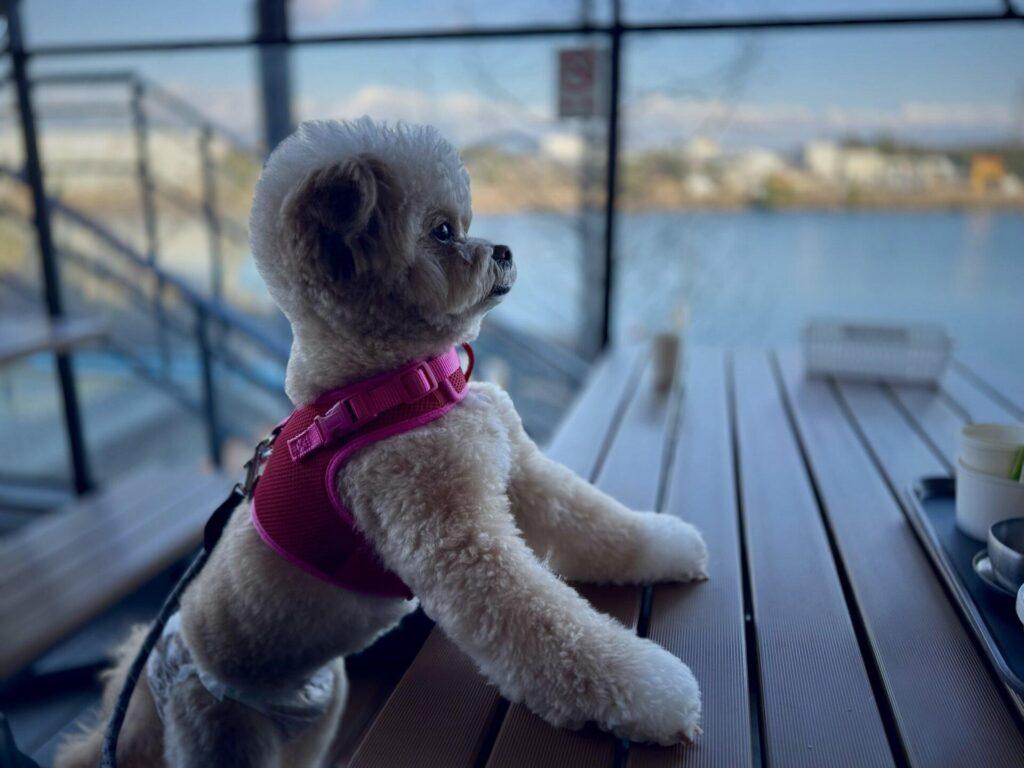子犬の社会化で後悔しないために