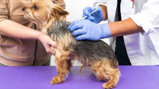 動物病院に相談すべきタイミングとは？