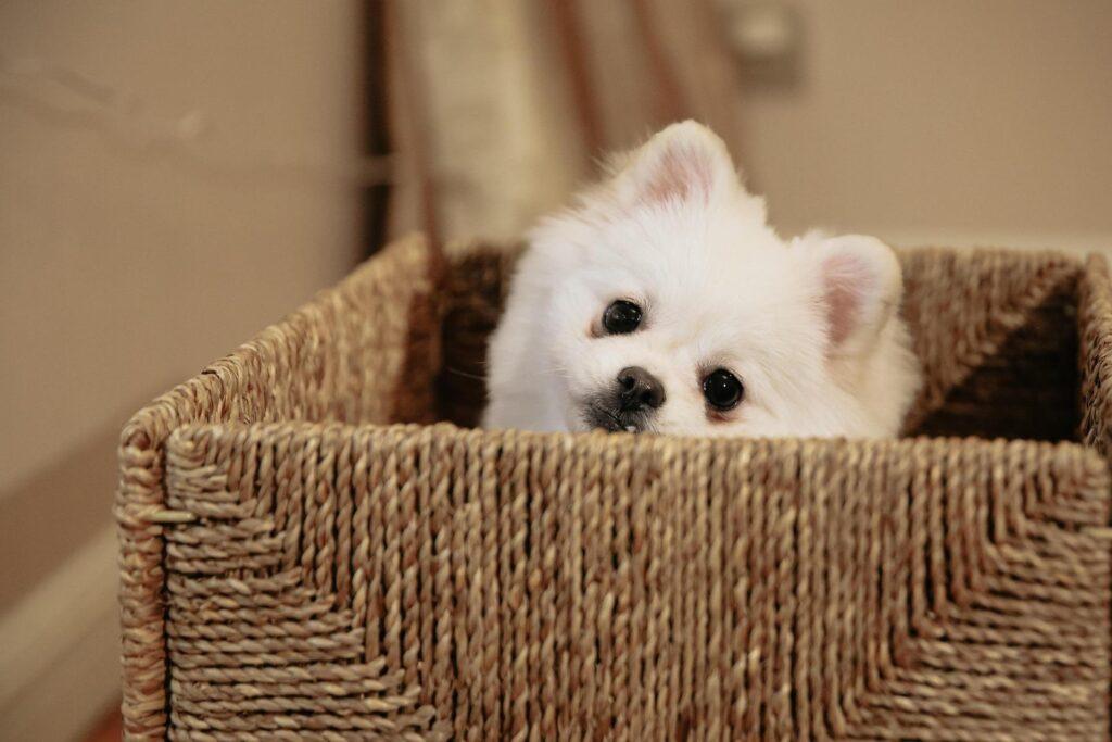 ポメプーの寿命とかかりやすい病気