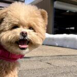 ポメプー飼い主が教える性格・特徴・飼い方！後悔しないための注意点