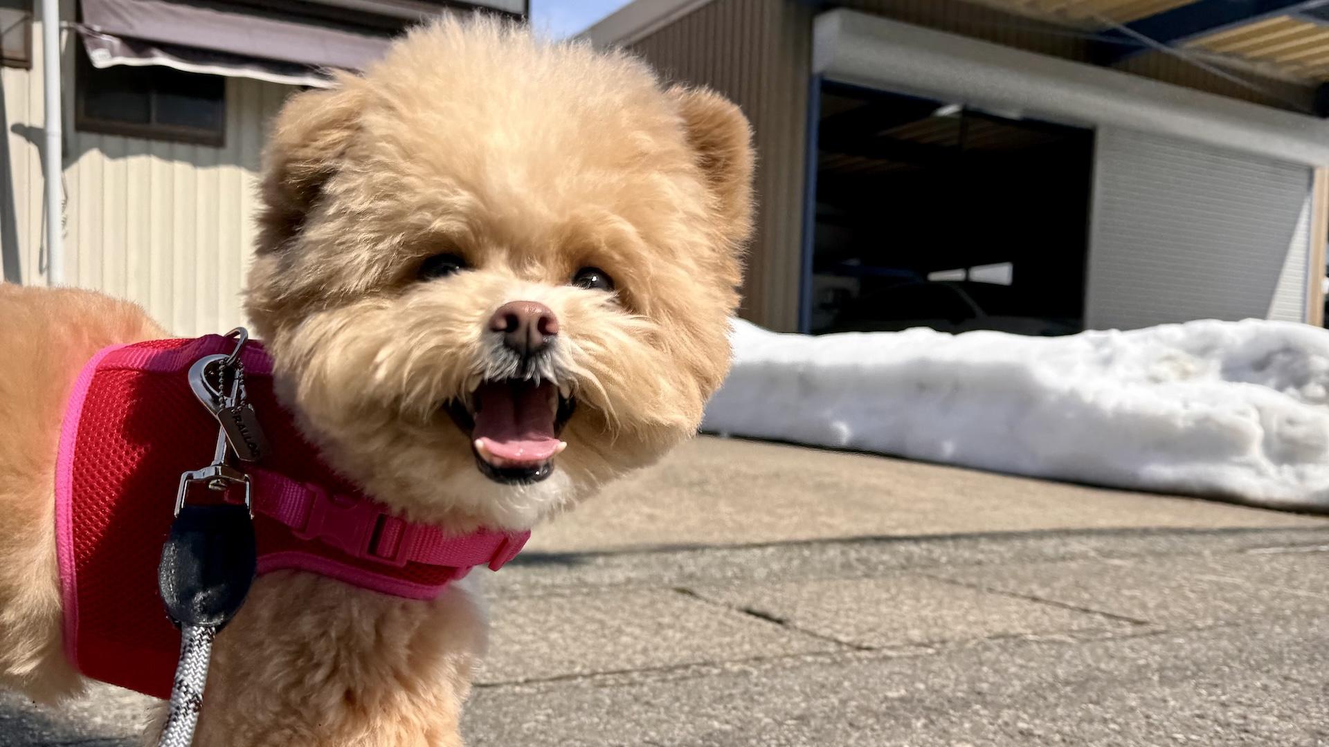 ポメプー飼い主が教える性格・特徴・飼い方！後悔しないための注意点