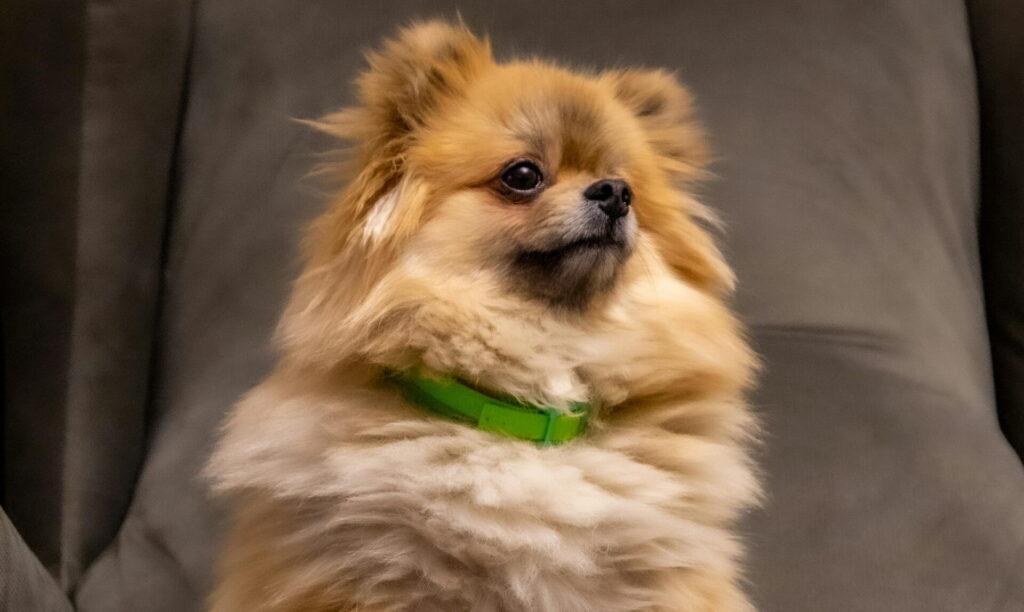 ポメプーの性格に合ったしつけのコツ