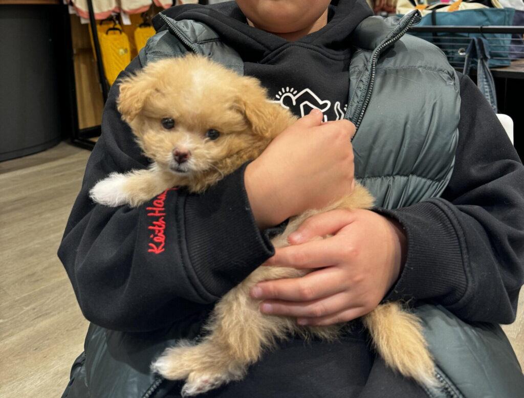 僕がペットショップでポメプーを即決購入した日の話
